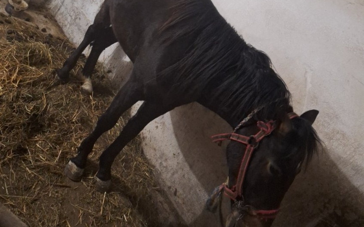 Czarny koń w stajni, z widocznymi detalami.