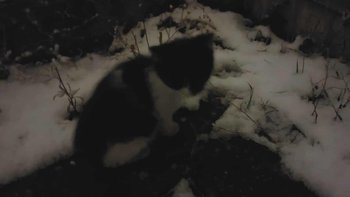 Zbiórka Maluszek znaleziony w śniegu - miniaturka zdjęcia