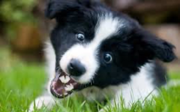 Zbiórka Na border collie marzenie - zdjęcie główne