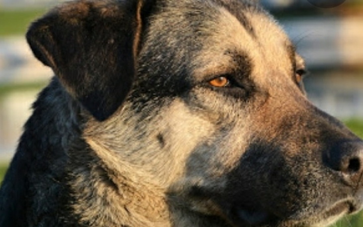 Zbiórka Pomóż Fafikowi w walce z rakiem. - zdjęcie główne