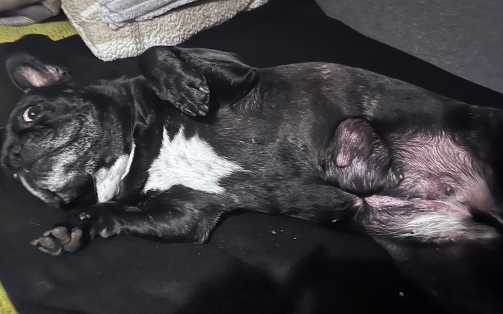 Pies leżący na plecach, relaksujący się na kanapie.