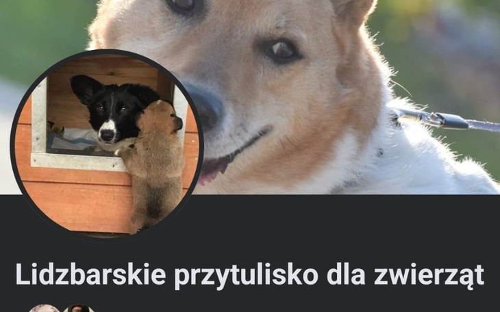 Zbiórka Karma dla Lidzbarskego przytulis - zdjęcie główne