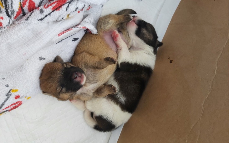 Zbiórka Szczeniaki z reklamówki - zdjęcie główne