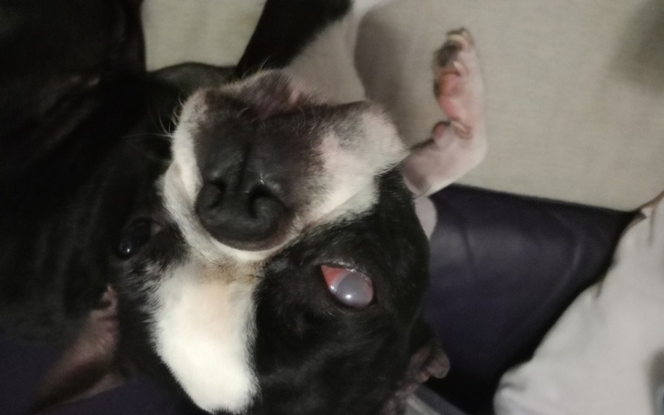 Zbiórka Pomoc dla psa po przejściach - zdjęcie główne