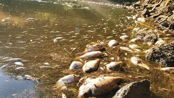 Zbiórka Katastrofa Ekologiczna-Odra - miniaturka zdjęcia