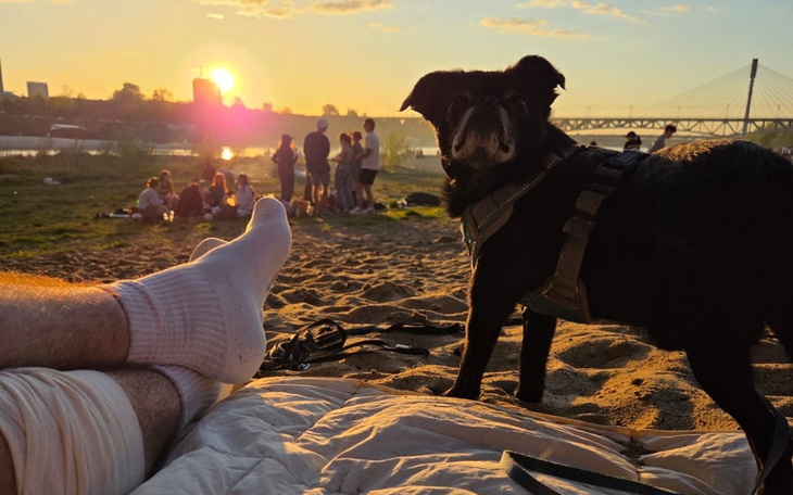 Pies na plaży, w tle zachód słońca i ludzie.