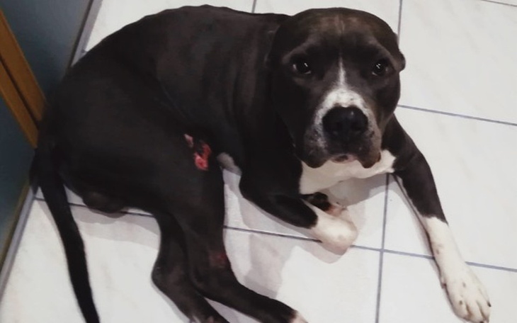 Zbiórka Podaruj drugie życie dla Tito - zdjęcie główne