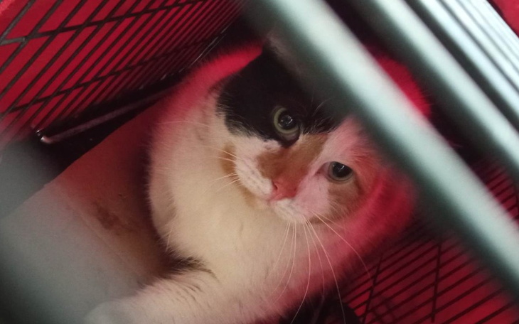 Zbiórka Niebieska sfora-kwiecień - zdjęcie główne