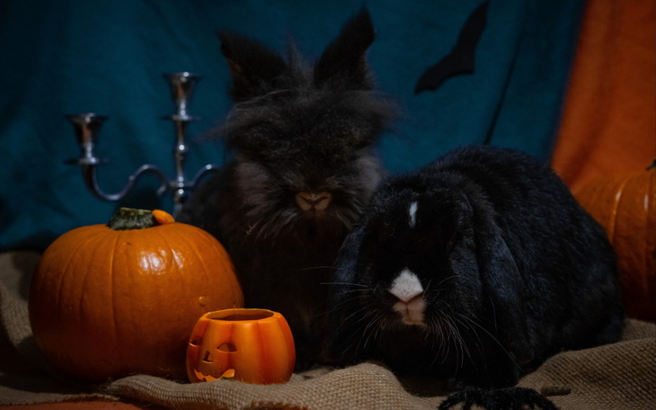 Zbiórka Upiorne Uszakowo - zdjęcie główne