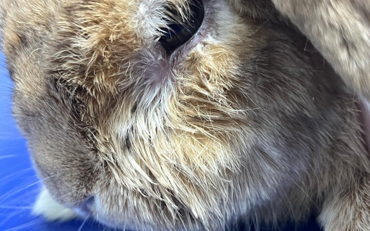 Zbliżenie na futrzaste uszy królika.