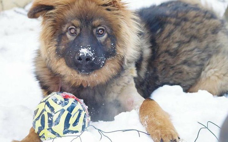 Pies bawiący się w śniegu z kolorową piłką.