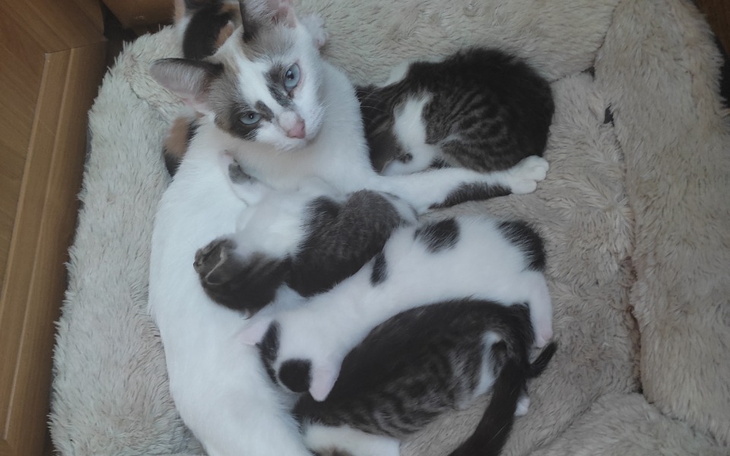 Zbiórka Dla kociąt - zdjęcie główne