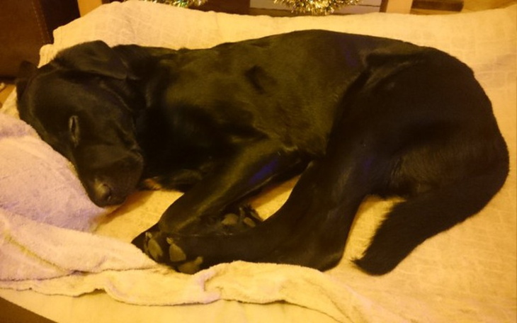 Zbiórka Na Operację  pieska i wózek - zdjęcie główne