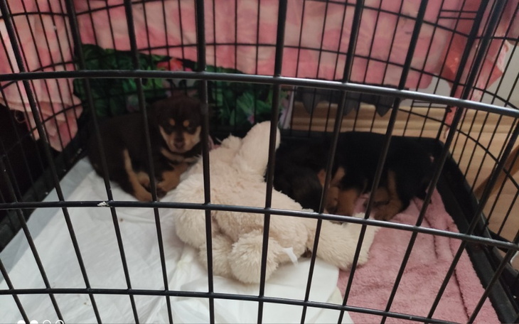 Dwa szczeniaki odpoczywają w klatce z pluszowym misiem.