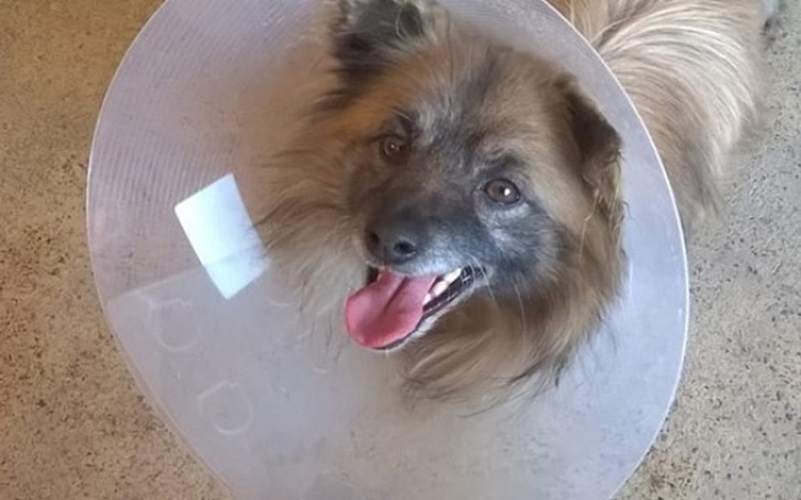 Zbiórka Zwierzaki - pomóz spłacić dług! - zdjęcie główne