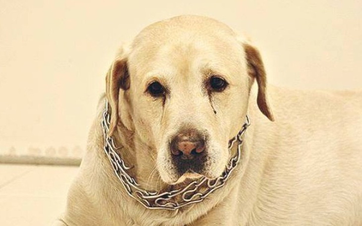 Smutny pies z łańcuchem na szyi, patrzący w obiektyw.