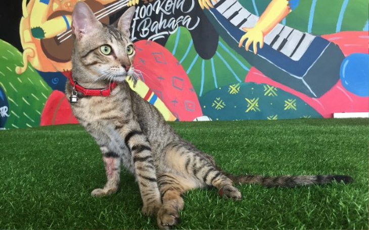 Zbiórka Przywiezmy Lolka do Polski! - zdjęcie główne