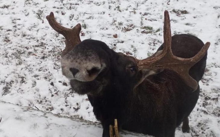 Zbiórka Dwie fotopułapki - zdjęcie główne