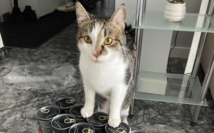 Kot stojący na puszkach, z ciekawym wyrazem twarzy.