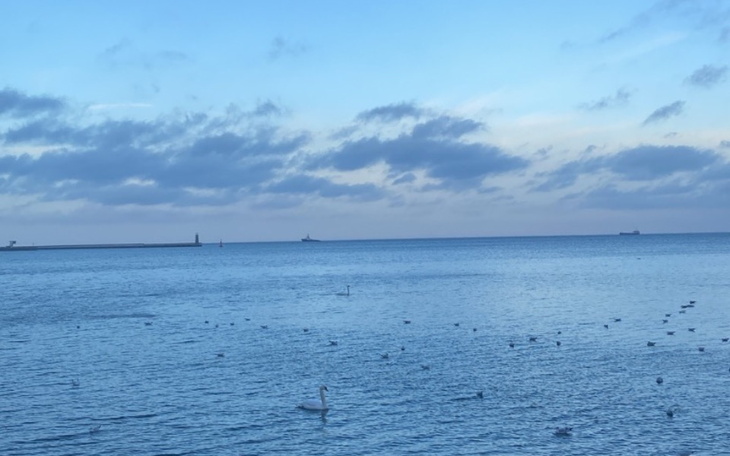 Spokojny widok na morze z łabędziem i statkami w tle.