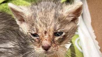 Zbiórka Cena życia - miniaturka zdjęcia