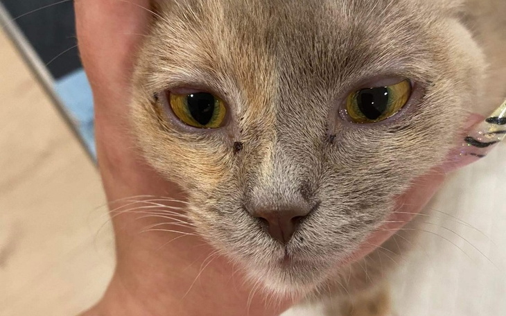 Zbiórka Walka o życie Betti z Ukrainy - zdjęcie główne