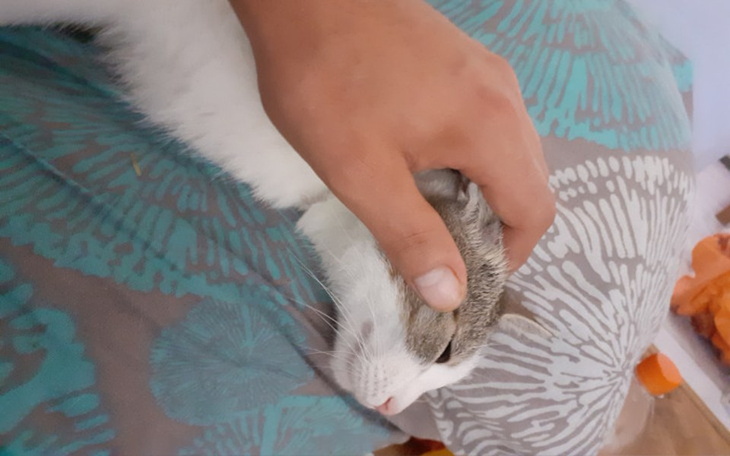 Zbiórka Pomoc dla dzikiej,kotki - zdjęcie główne