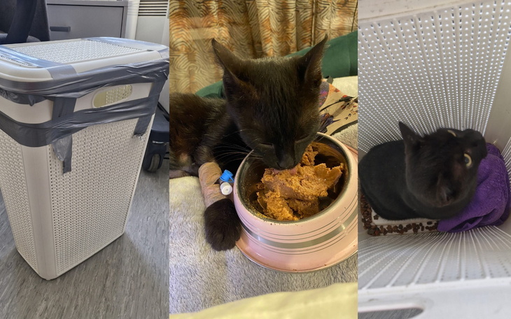 Czarny kot jedzący z miski, otoczony przedmiotami.