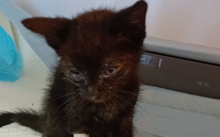 Zbiórka Koci dramat w centrum miasta - zdjęcie główne