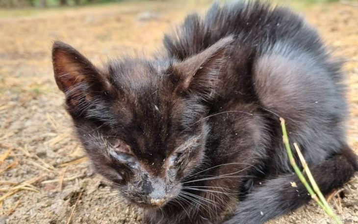 Zbiórka Boniek umierał na oczach ludzi - zdjęcie główne