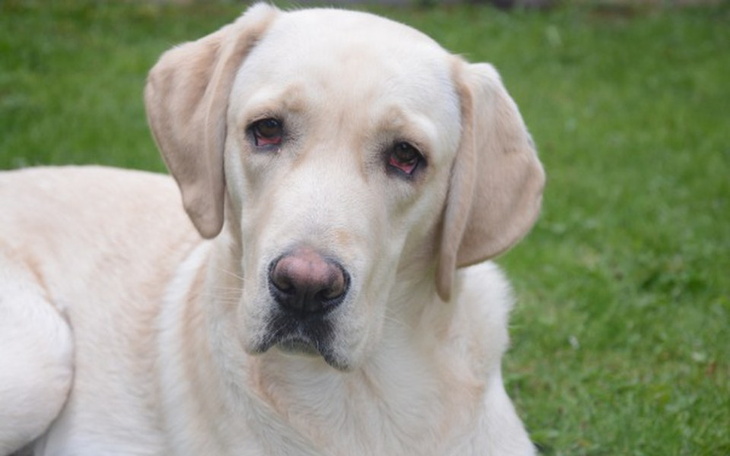 Labrador leżący na trawie w ogrodzie.