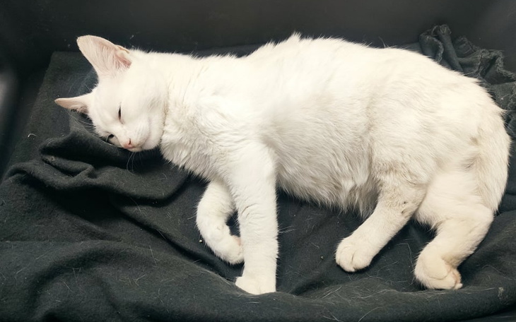 Zbiórka Pomóżmy Kefirowi stanąć na łapy - zdjęcie główne