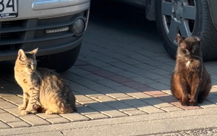 Zbiórka Pomoc kotom, na karmę i leczenie - zdjęcie główne