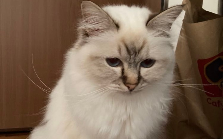 Zbiórka Ratujmy Frezję - zdjęcie główne