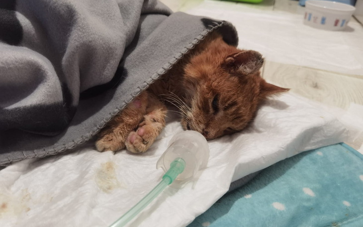 Chory kot odpoczywający pod kocem, z kroplówką obok.
