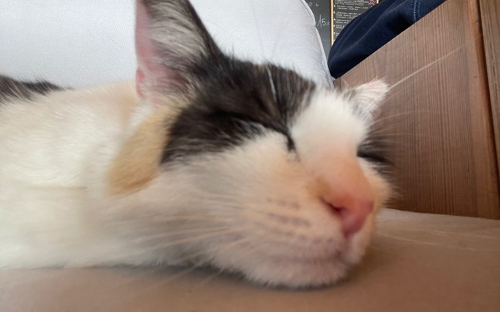 Zbiórka Chory karolek - zdjęcie główne