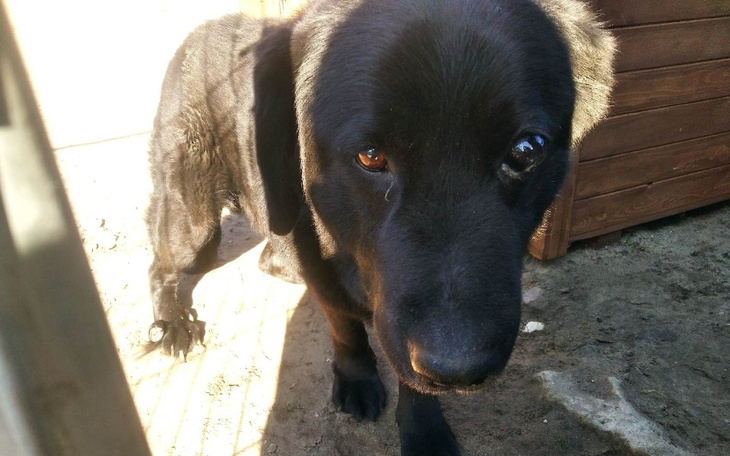 Zbiórka Pilnie potrzebny kojec - zdjęcie główne