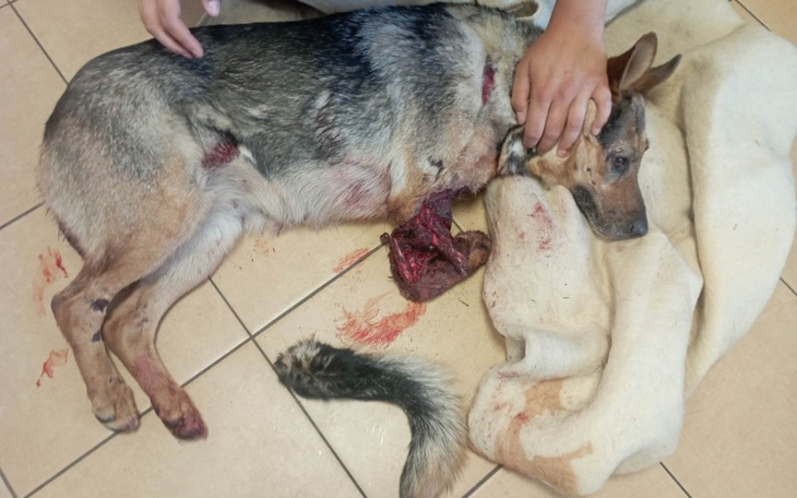 Ranny pies leżący na podłodze, z opiekunem przy boku.