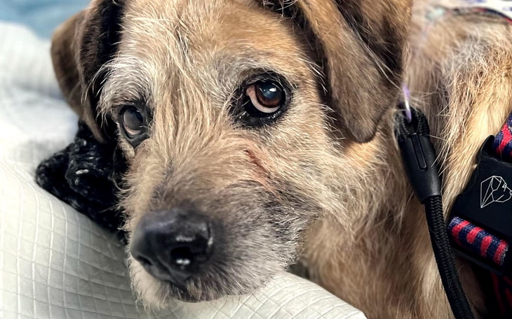 Zbliżenie na psa z wyrazistymi oczami, wyglądającego na smutnego.