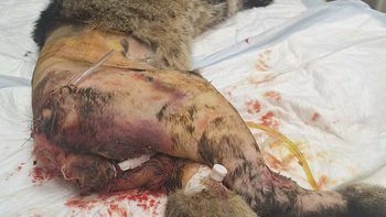 Zbiórka Czołgał się krwawiąc - miniaturka zdjęcia