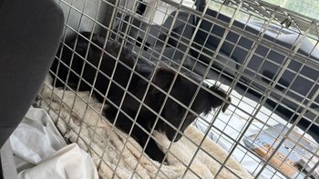 Zbiórka Sterylizacja suni - miniaturka zdjęcia