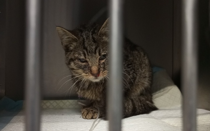 Zbiórka Leczenie Kluski z działek - zdjęcie główne