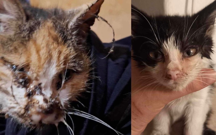 Dwa koty, jeden brudny, drugi czysty, w porównaniu.