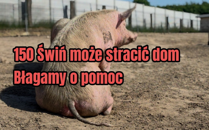 Świnia na podwórku, w tle ogrodzenie, tekst na zdjęciu