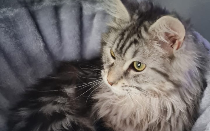 Zbiórka Razem dla Dusi Walka z FIP - zdjęcie główne