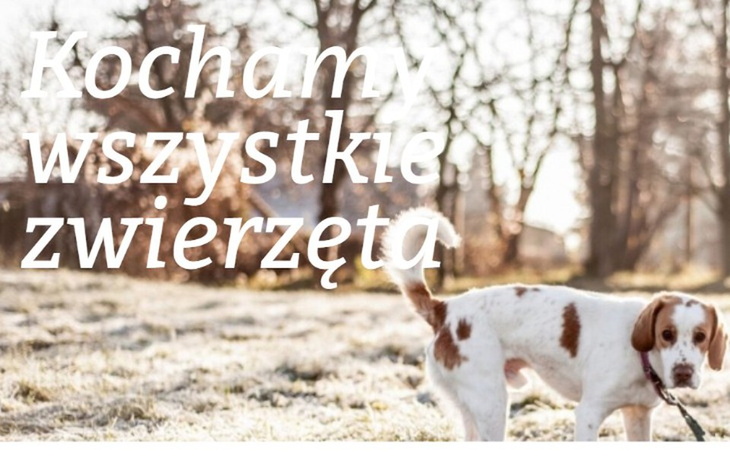 Zbiórka Schronisko w Starogardzie Gdańsk - zdjęcie główne