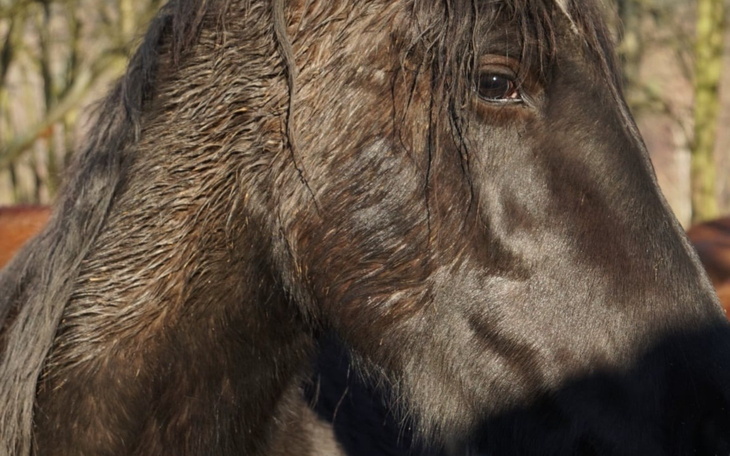 Portret konia z widoczną sierścią i okiem.