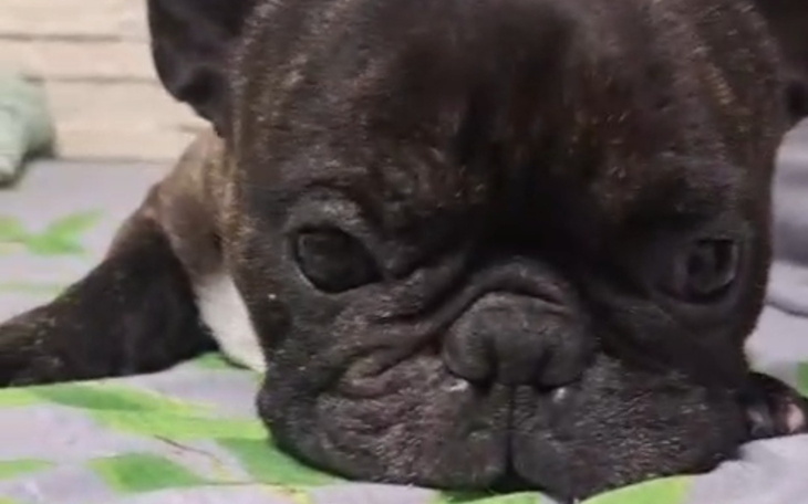 Pies rasy buldog francuski leżący na łóżku.