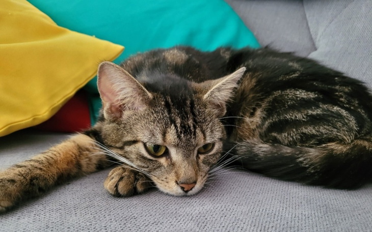 Zbiórka Mały Thor zbiera na lek - zdjęcie główne