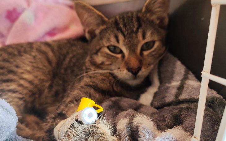 Zbiórka Ratujemy życie małego Boryska - zdjęcie główne